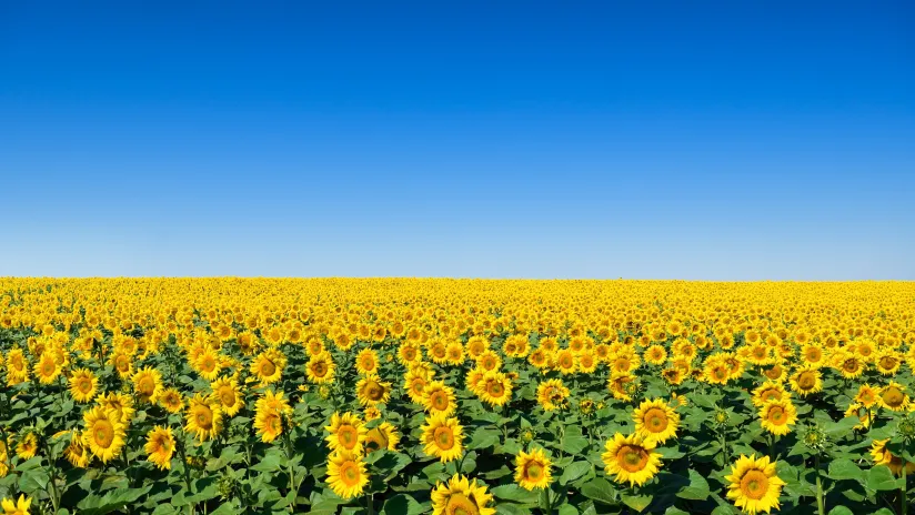 EGAP upravuje podmínky Fondu Ukrajina: jednodušší financování a vyšší jistota pro exportéry